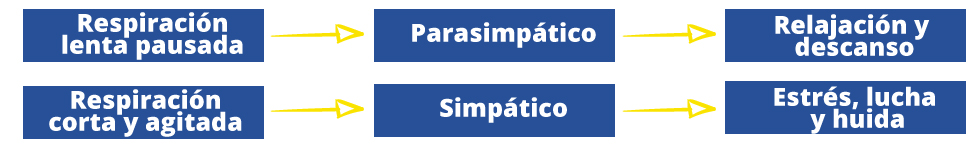 Info-Respiración-sis-nerv