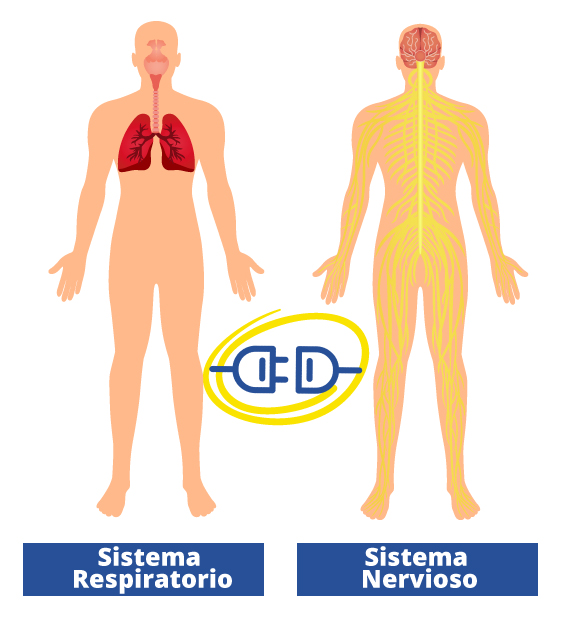 sistema-Respiratorio-y-Nervioso